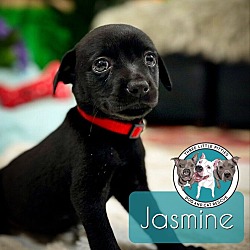 Thumbnail photo of Jasmine Spice #1