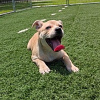 adopt a pet