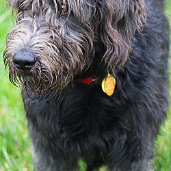 Thumbnail photo of WRIGLEY(OUR SWEET "DOODLE"!! #3