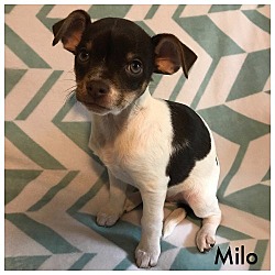 Thumbnail photo of Milo #2