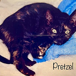 Photo of Prezel