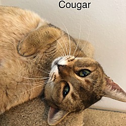 Thumbnail photo of Cougar #1