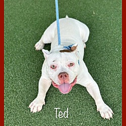 Thumbnail photo of TED #3