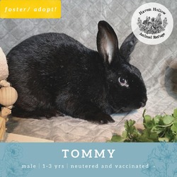 Thumbnail photo of Tommy #2