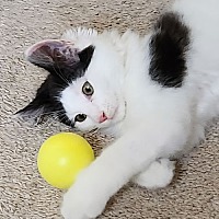 adopt a pet