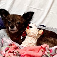 adopt a pet