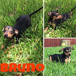 Thumbnail photo of Bruno #3