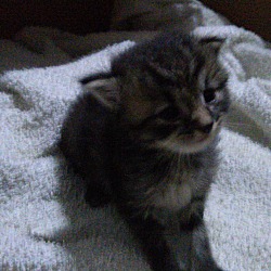 Thumbnail photo of Kitten #2