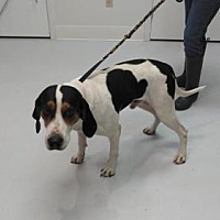 Morrow County Dog Shelter in Mt. Gilead, Ohio