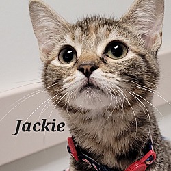 Thumbnail photo of Jackie #2
