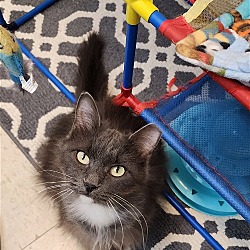 Photo of Reba (FELV+)
