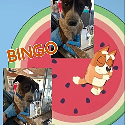 Photo of Bingo