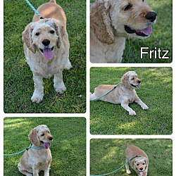 Photo of Fritz