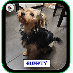 Thumbnail photo of Humpty #3