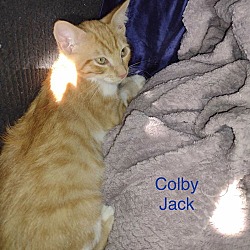 Thumbnail photo of Colby Jack #1