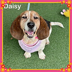 Thumbnail photo of DAISY (also see SUNFLOWER) #3