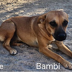 Thumbnail photo of Bambi #2