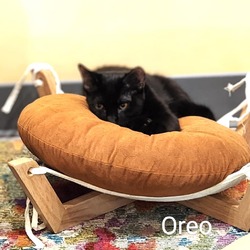 Thumbnail photo of Oreo #2