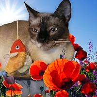 adopt a pet