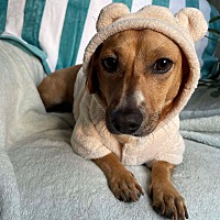 adopt a pet