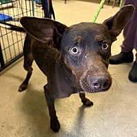 adopt a pet