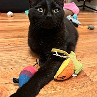 adopt a pet