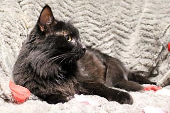 Adopt A Pet Petsmart Charities