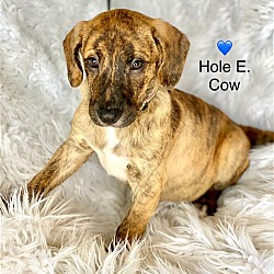 Thumbnail photo of Hole E. Cow #1