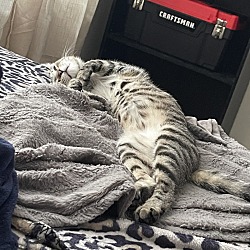 Photo of Kimba