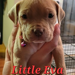 Photo of Little Eva