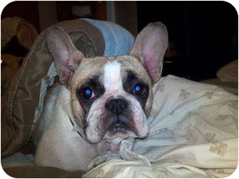Richmond Ky French Bulldog Meet Kate A Pet For Adoption