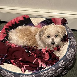 Havanese rescue hot sale ma