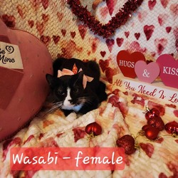 Photo of Wasabi