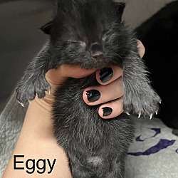 Thumbnail photo of Eggy #3