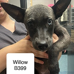 Thumbnail photo of Willow B399 #1