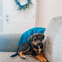 adopt a pet