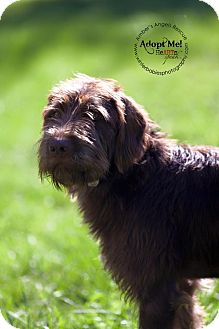 german wirehaired terrier