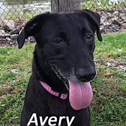 Photo of Avery