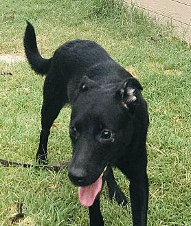 bravecto for dogs petsmart