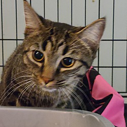 Photo of Sage