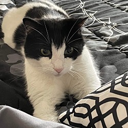 Photo of Domino LB (Petsmart Laurens Rd)