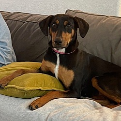 Photo of Lucy the Dobe