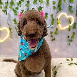Photo of Lexi (Texas Only)