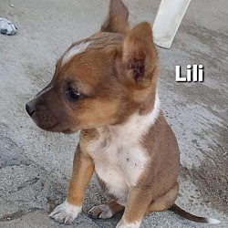 Thumbnail photo of Lili #4
