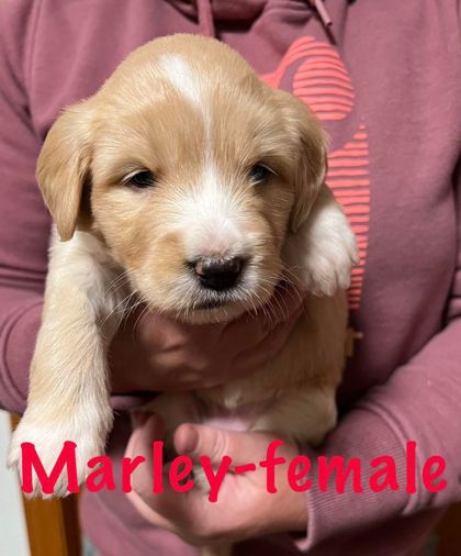 Photo of Marley