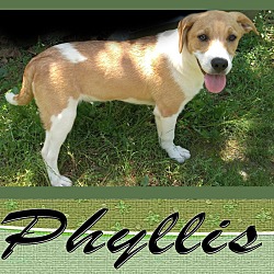 Thumbnail photo of Phyllis #1