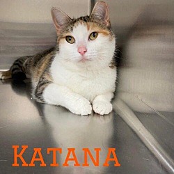 Photo of Katana