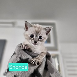 Photo of SHONDA (AVAIL PRE-ADOPTION)