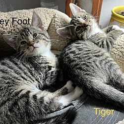 Thumbnail photo of Greyfoot #3