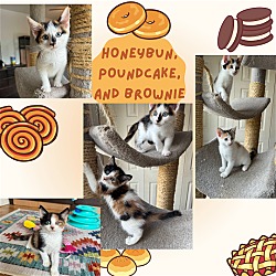 Photo of Pound Cake, Brownie & Honey Bun